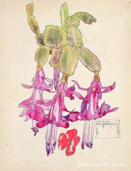 Kaktusblomma Kaktusblomma