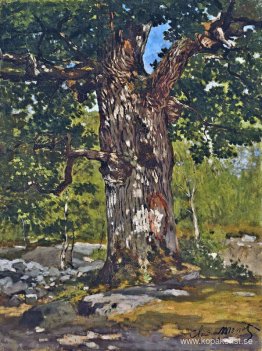 Bodmer eken Bodmer eken