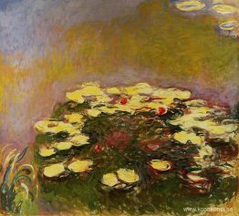 Näckrosor Näckrosor