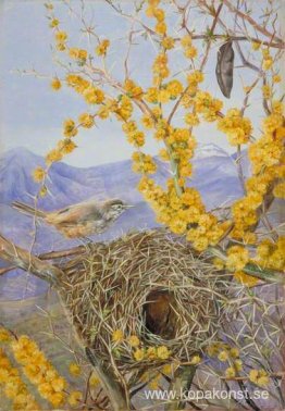 Armed Bird's Nest i Acacia Bush, Chile Armed Bird's Nest i Acacia Bush, Chile