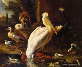 Fåglar i en park Fåglar i en park