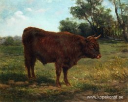 Longhorn Bull i ett landskap Longhorn Bull i ett landskap