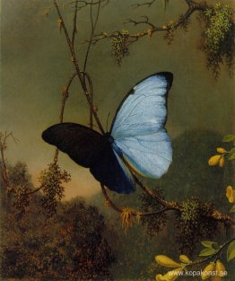Blå Morpho fjäril Blå Morpho fjäril