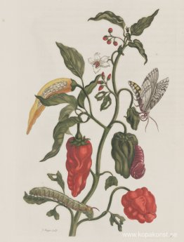 Metamorphosis insectorum Surinamensiam Metamorphosis insectorum Surinamensiam