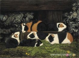 Sechs Meerschweinchen im Stall Sechs Meerschweinchen im Stall