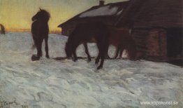 Föl på Watering Place. Domotcanovo Föl på Watering Place. Domotcanovo