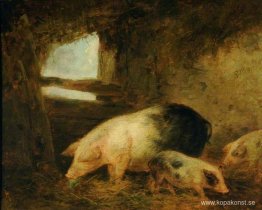 Grisar i en stall Grisar i en stall