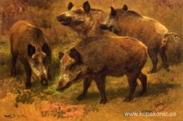 Fyra galtar i ett landskap Fyra galtar i ett landskap