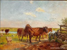 Boskap på Saltholm Boskap på Saltholm