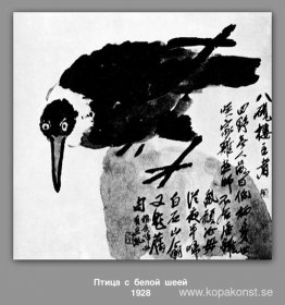 En fågel med vit hals En fågel med vit hals