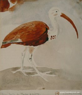 Ibis Ibis