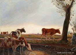 Kor hemfärds på kvällen Kor hemfärds på kvällen