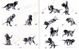 Katt det brinner Katt det brinner