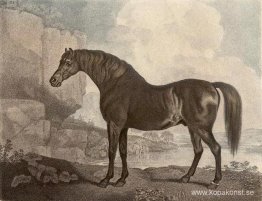 Marske Häst Marske Häst