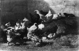 Kycklingar Kycklingar