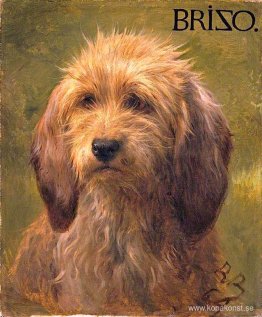 Brizo, en herdehund Brizo, en herdehund