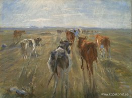 Långa skuggor. Boskap på ön Saltholm Långa skuggor. Boskap på ön Saltholm