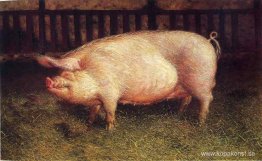 Porträtt av gris Porträtt av gris