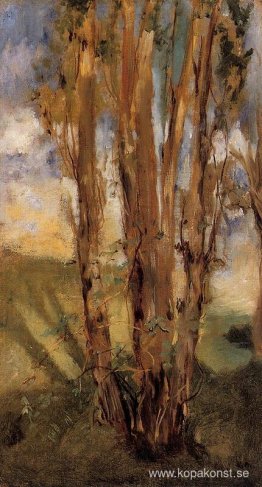 Studie av träd Studie av träd