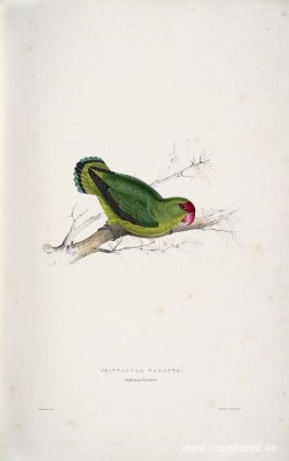 Psittacula taranta. Abyssinian parrakeet (Abyssinian Lovebird) Psittacula taranta. Abyssinian parrakeet (Abyssinian Lovebird)