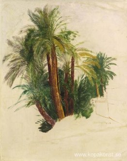 Studie av palmer Studie av palmer
