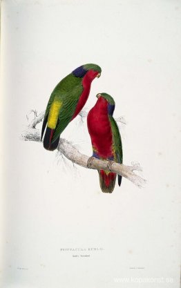 Psittacula kuhlii (Kuhls Lorikeets) Psittacula kuhlii (Kuhls Lorikeets)