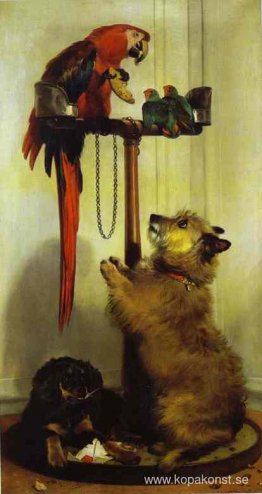 Ara-, Love Birds-, Terrier- och Spanielvalpar som tillhör Hennes Ara-, Love Birds-, Terrier- och Spanielvalpar som tillhör Hennes