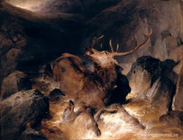 Rådjur och rådjurshundar i en bergstorrent Rådjur och rådjurshundar i en bergstorrent