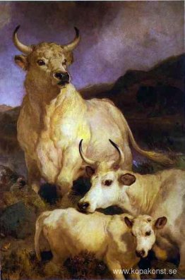 The Wild Cattle of Chillingham The Wild Cattle of Chillingham
