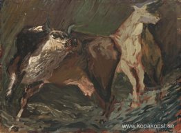 Animali nella notte Animali nella notte