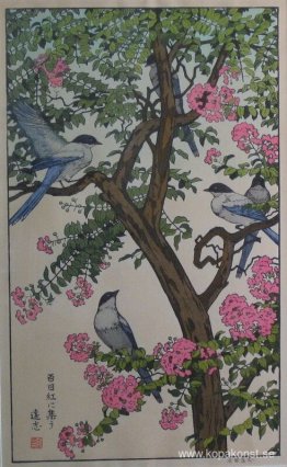 Årstidernas fåglar - Sommar Årstidernas fåglar - Sommar