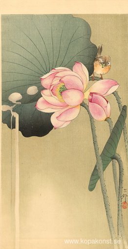 Songbird och Lotus Songbird och Lotus