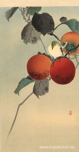 Nötväcka Nötväcka