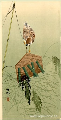 Sparv och Fågelskrämma Sparv och Fågelskrämma