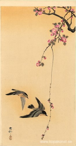 Körsbärsblomning med fåglar Körsbärsblomning med fåglar