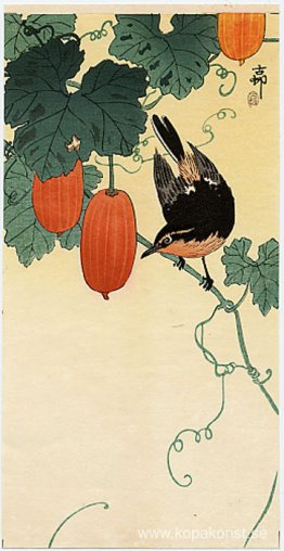 En flugsnappare på gurkbuske En flugsnappare på gurkbuske