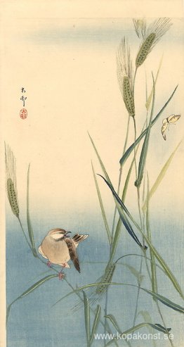 Sångfågel på kornstjälk Sångfågel på kornstjälk