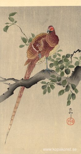 Fasan på gren Fasan på gren