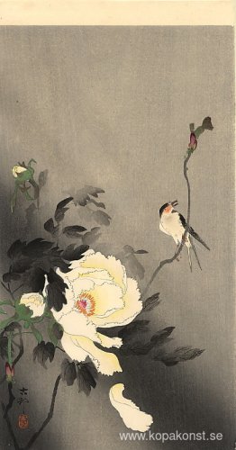 Svälja med pion Svälja med pion