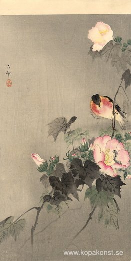 Stenskratt och blommande blomma Stenskratt och blommande blomma