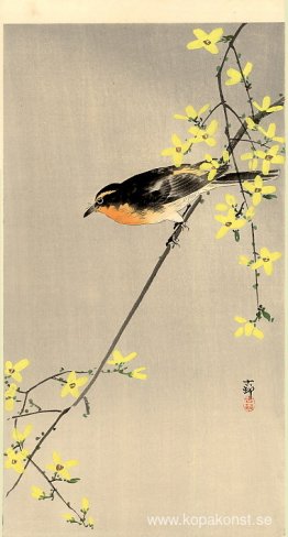 Orange-bröstad fågel Orange-bröstad fågel