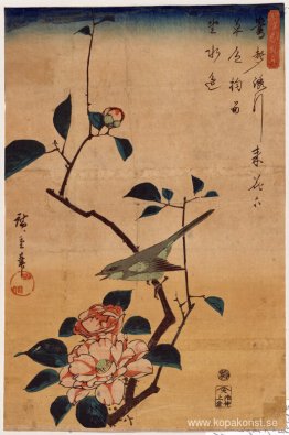 Camellia och Bush Warbler Camellia och Bush Warbler