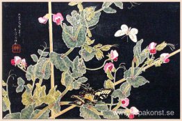 Sötsaker och fjärilar Sötsaker och fjärilar