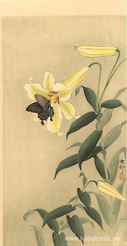 Fjäril och lilja Fjäril och lilja