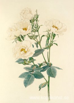 Gryningen steg Gryningen steg