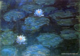 Näckrosor Näckrosor