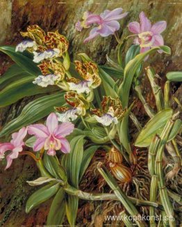 Brasilianska orkidéer Brasilianska orkidéer