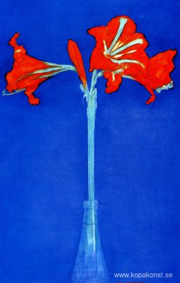 Amaryllis Amaryllis