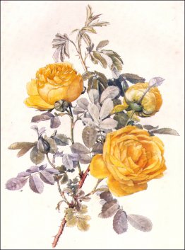 Botanisk Illustration Botanisk Illustration