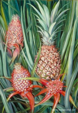 Wild Pine Apple i blomma och frukt, Borneo Wild Pine Apple i blomma och frukt, Borneo